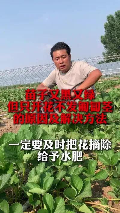 苗子又黑又绿，只开花不发匍匐茎解决方法#草莓种植 #草莓管理 #草莓种植技术 #分享农业知识帮农民增产增收 #新农人计划
