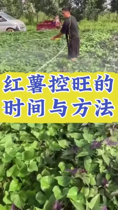 红薯控旺的时间与方法 #红薯高产  #红薯高产种植  #红薯种植技术  #红薯种植口诀