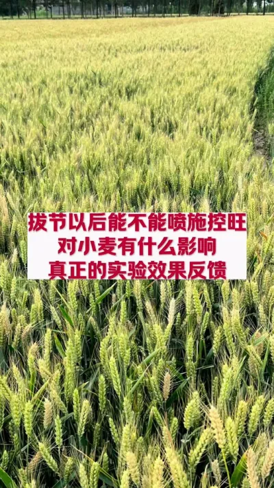 小麦拔节以后能不能喷施控旺剂？真正实验效果揭晓！ #农业种植 #一分耕耘一分收获