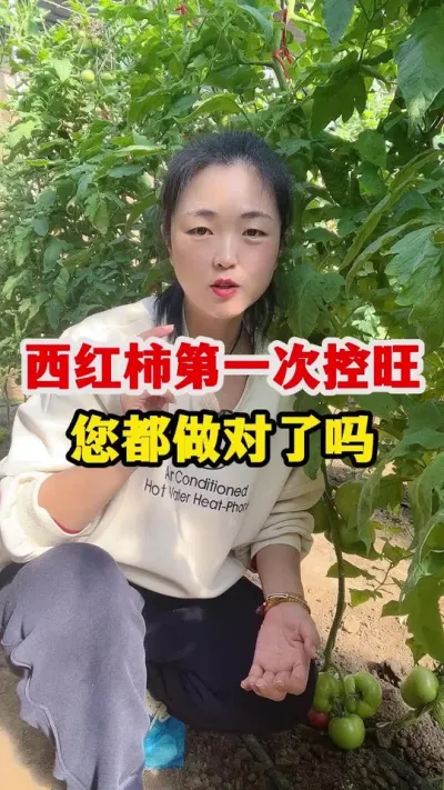 西红柿第一次控旺您都做对了吗 #西红柿种植#西红柿种植技术