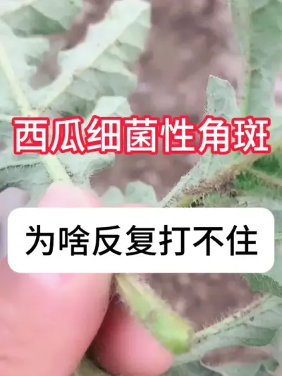 西瓜种植 西瓜角斑病怎么产生的？角斑病防治方法#农业种植#种植小技巧#新农人计划#西瓜 #真赞农业