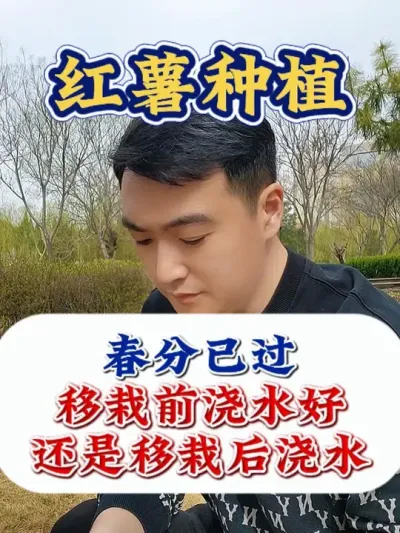 红薯是移栽前浇水还是移栽后浇水好 #红薯种植 #红薯种植技术  #红薯高产 #红薯高产种植 #农业种植