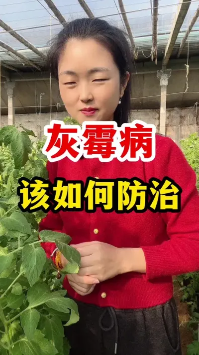 西红柿灰霉病该怎么防治？ #西红柿种植 #西红柿种植技术