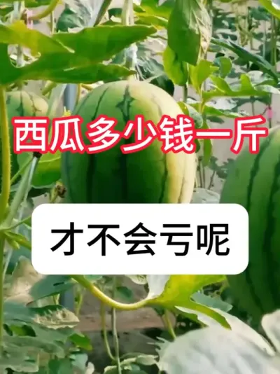 西瓜种植 西瓜卖多少一斤才不会亏钱？#农业种植 #西瓜种植 #三农 #西瓜 #真赞农业