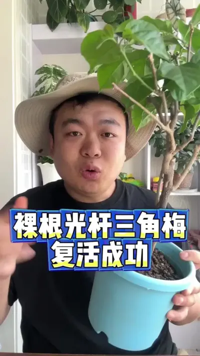裸根光杆的三角梅复活啦。 #养花 #养花小知识 #花卉 #花卉绿植 #盆栽