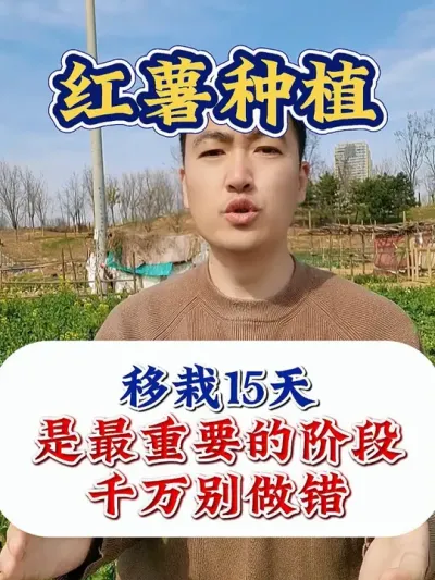 红薯移栽15天，是决定产量的关键时间 #红薯种植 #红薯种植技术 #红薯高产 #红薯高产种植 #农业种植