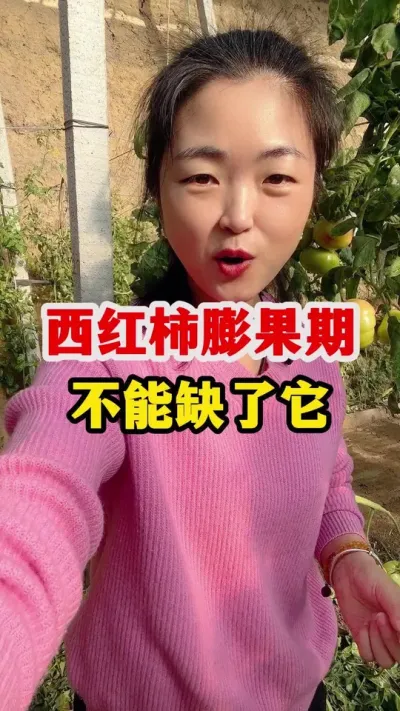 西红柿膨大期一定不能缺了它 #西红柿种植 #西红柿种植技术