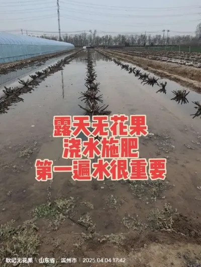 露天种植无花果最佳选择是芭劳奈，口感好管理省工效益高#耿记无花果种植专业合作社 #无花果树苗
