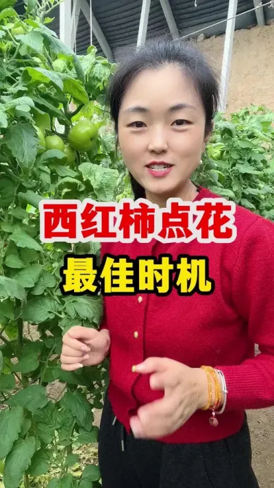 西红柿点花到底什么时候进行更好呢？ #西红柿种植 #西红柿种植技术