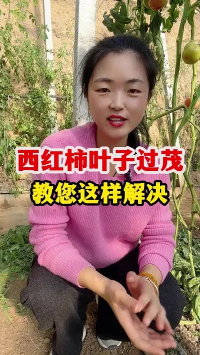 西红柿叶子太茂盛可不是什么好事 #西红柿种植 #西红柿种植技术