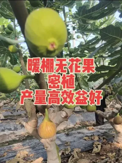 暖棚种植无花果是目前效益最好的模式，密植栽培当年产量可观#耿记无花果种植专业合作社 #无花果树苗