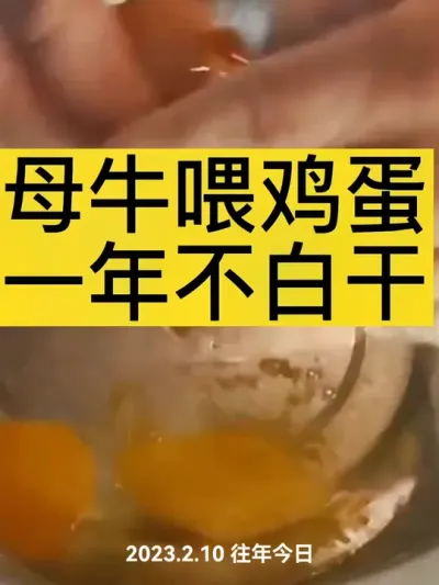 #农村养牛 #养牛人 #西门塔尔 #助力三农 #农村创业养殖