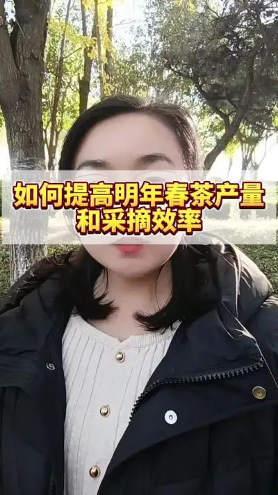 如何提高明年春茶产量和采摘效率，你知道吗？#茶树 #茶树种植 #茶树种植技术与管理