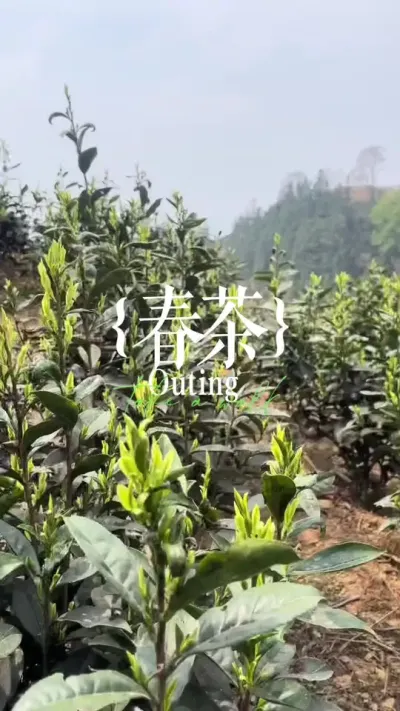 采茶喽#茶树 #茶树管理技术与指导 #春茶采摘 #茶农茶事