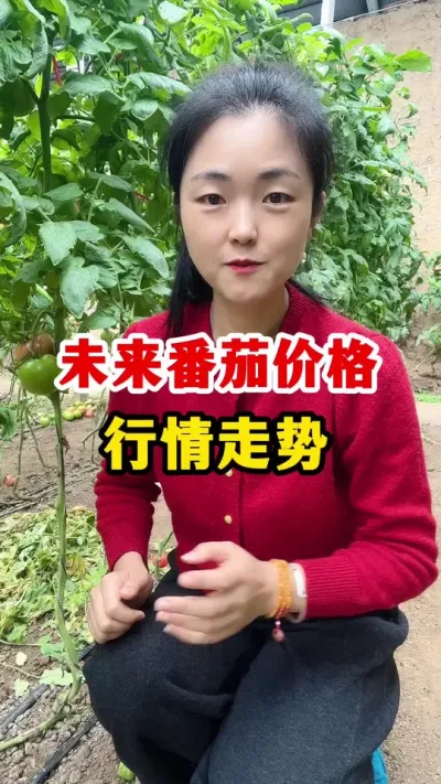 未来番茄价格是涨是跌？ #番茄种植 #番茄种植技术