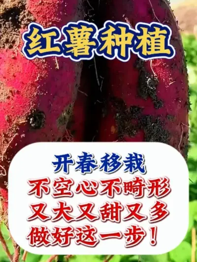 红薯种植不空心不畸形，又大又多又甜 #红薯种植 #红薯种植技术 #红薯高产  #红薯高产种植 #农业种植