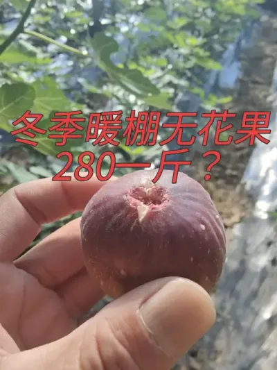 是滨州太穷了吗？未必吧😜#耿记无花果种植专业合作社 #无花果树苗