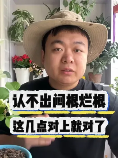 养花认不出闷根烂根，这几点对上就对了。 #养花 #养花小知识 #花卉 #花卉绿植 #盆栽