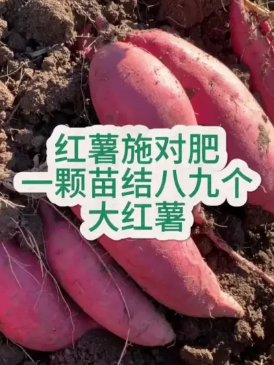 红薯施对肥高产又丰收#红薯种植 #红薯高产 #红薯高产种植 #红薯高产种植管理方案