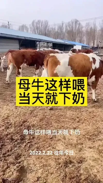 #农村养牛 #养牛人 #西门塔尔 #服务三农支持三农 #西门塔尔繁殖母牛