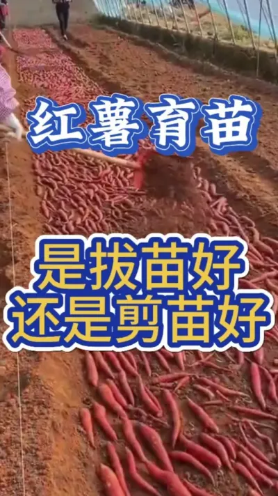 红薯育苗是拔苗好还是剪苗好 #红薯种植  #红薯高产种植  #红薯高产  #红薯种植知识