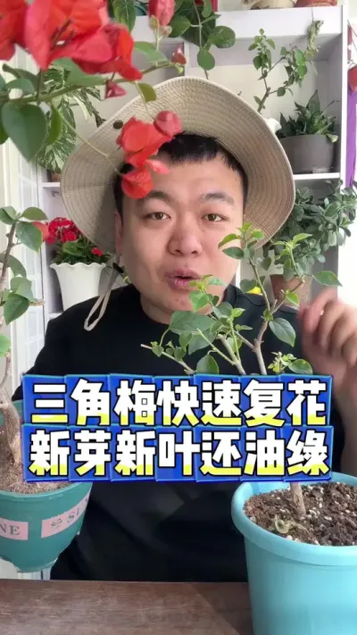 三角梅快速复花，而且新芽新叶油绿发亮。 #养花 #养花小知识 #花卉 #花卉绿植 #盆栽