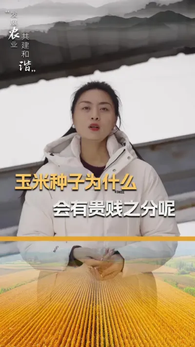 玉米种子为什么会有贵贱之分呢#玉米种植 #玉米种植技术 #玉米种子#三农 #抖音新农人