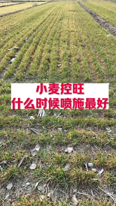 今年的小麦什么时候喷施控旺最好 #支持三农扶持三农发展 #分享农业知识帮农民增产增收