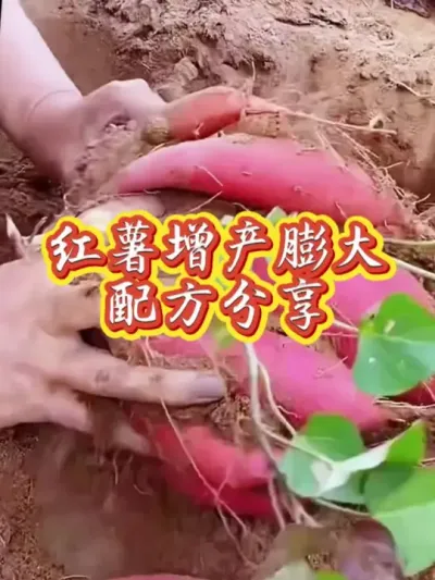 视频同款点这里 红薯增产膨大配方 #红薯高产种植  #红薯高产  #红薯种植  #红薯种植技术