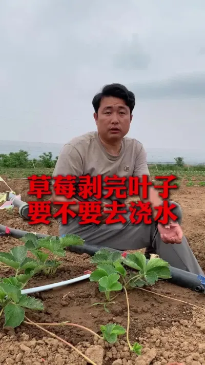 草莓剥完叶子要不要去浇水#草莓种植 #草莓种植技术 #草莓种植管理 #分享农业知识帮农民增产增收 #新农人计划