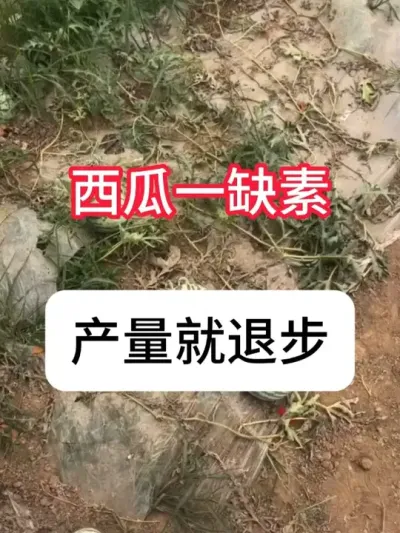 西瓜缺素症状有哪些？ #西瓜种植 #病虫害防治 #三农 #增产增收 #抖音助农