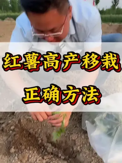 #红薯种植  #红薯高产种植  #红薯高产   #红薯种植知识