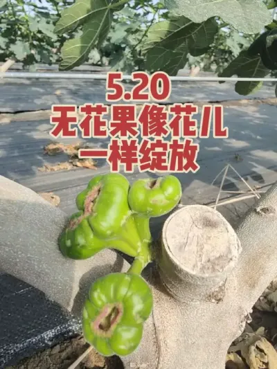 这个无花果绝对是个奇葩，会不会是个变态佬😂#耿记无花果种植专业合作社 #无花果树苗