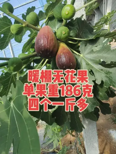 暖棚种植无花果目前还是最有前景的模式#耿记无花果种植专业合作社 #无花果树苗