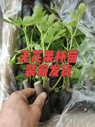 之所以每年都有好多老客户继续选择咱家无花果树苗，那就是打过交道以后更加相信咱咯🤝#耿记无花果种植专业合作社