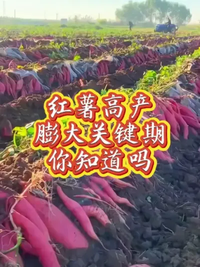 红薯高产膨大关键期一定要知道#红薯高产种植  #红薯高产  #红薯种植  #红薯种植技术