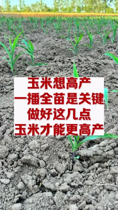 夏播玉米怎么才能一播全苗。#农业种植 #玉米增产 #农业种植技术 #服务三农支持三农