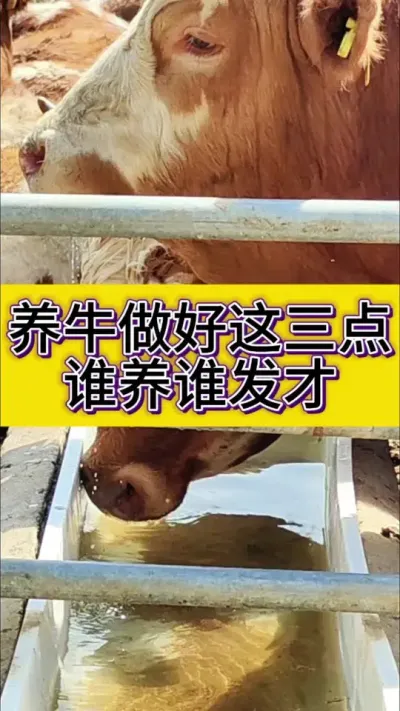 养牛做好这三点，就能把牛养好#养牛人 #农村养牛 #科学养牛 #西门塔尔 #养牛