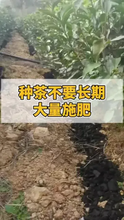 种茶不要长期大量施肥#茶树#茶树管理技术与指导 #茶树种植