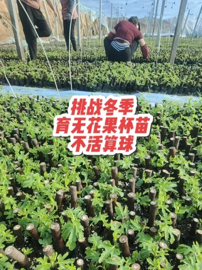 自家的枝条自家的工人，能活十分之一就有的赚，活一半就换BBA，不活就算球咯😂#耿记无花果种植专业合作社 #波姬红树苗#芭劳奈树苗