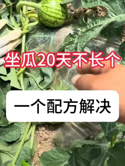 西瓜不长是什么原因？西瓜不长解决办法 #西瓜种植 #种植小技巧 #甜瓜 #增产增收 #抖音助农