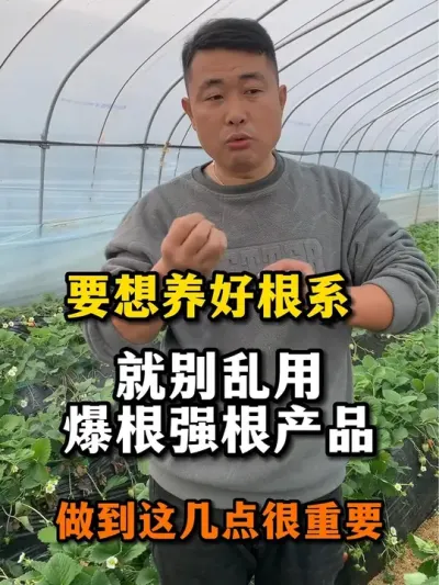 怎么养好草莓根系#农业种植 #草莓🍓 #种草莓 #三农种植 #服务三农支持三农