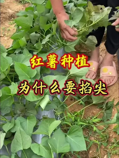 红薯种植为什么要掐尖#红薯种植 #红薯高产 #红薯高产种植 #红薯高产种植管理方案
