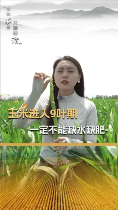玉米进入9叶期，一定不能缺水缺肥#玉米种植 #玉米种植技术 #玉米种子 #三农 #抖音新农人