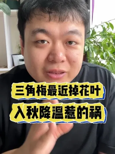 三角梅最近掉花掉叶，其实是入秋低温惹的祸。 #养花 #养花小知识 #花卉 #花卉绿植 #盆栽