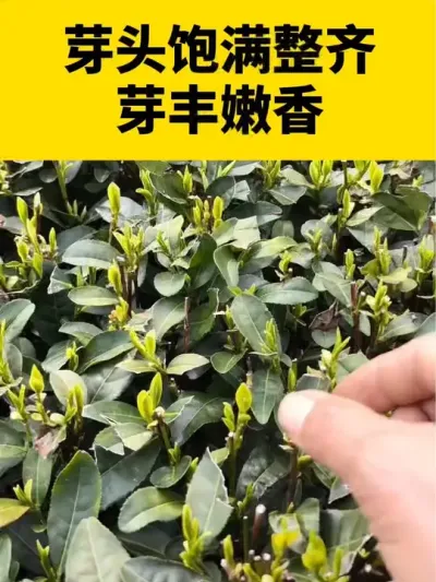 芽头饱满整齐芽丰嫩香就用#万芽香#茶树 #茶树管理技术与指导 #春茶采摘