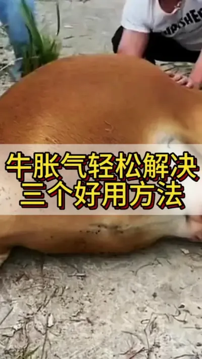牛胀气三个方法轻松解决#养牛人 #科学养牛 #农村养牛 #养牛技术 #新手养牛