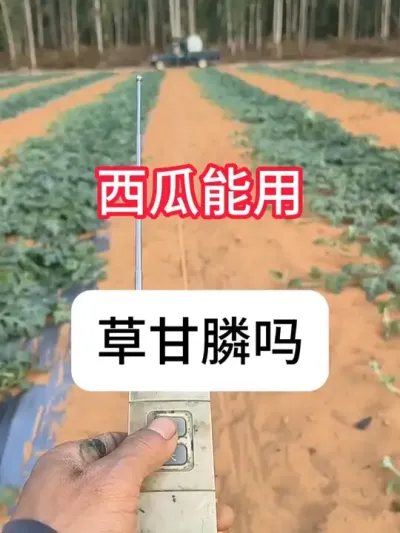 西瓜能打草甘膦除草吗？西瓜除草剂 #农业种植 #抖音助农 #西瓜 #除草剂 #真赞农业