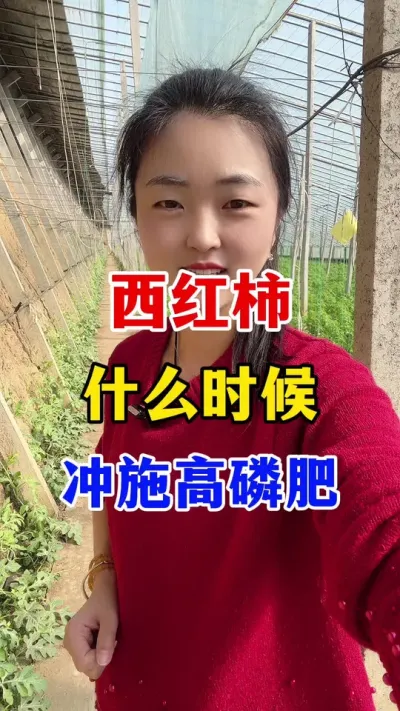 西红柿高磷肥什么时候冲施呢？ #西红柿种植#西红柿种植技术