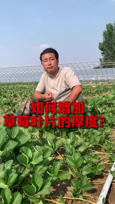抗病草莓叶片要厚，那么如何增加草莓叶片厚度呢？#草莓种植 #草莓管理 #草莓种植技术 #草莓管理技术 #新农人计划